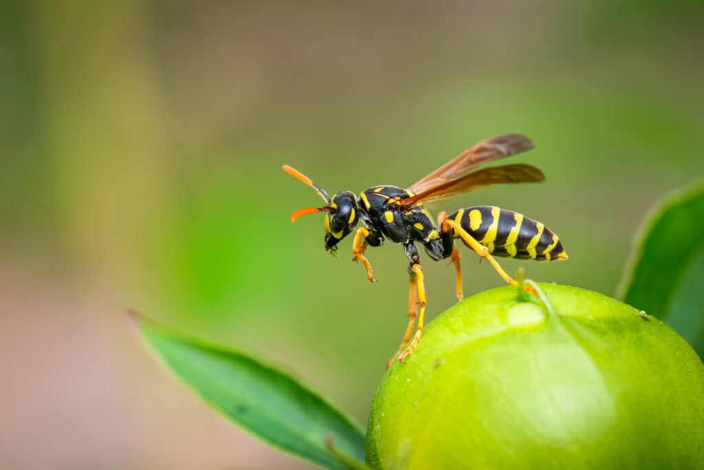 How Long Does a Wasp Live