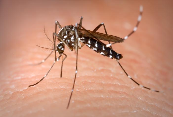 This is an Aedes albopictus female mosquito obtaining a blood meal from a human host.