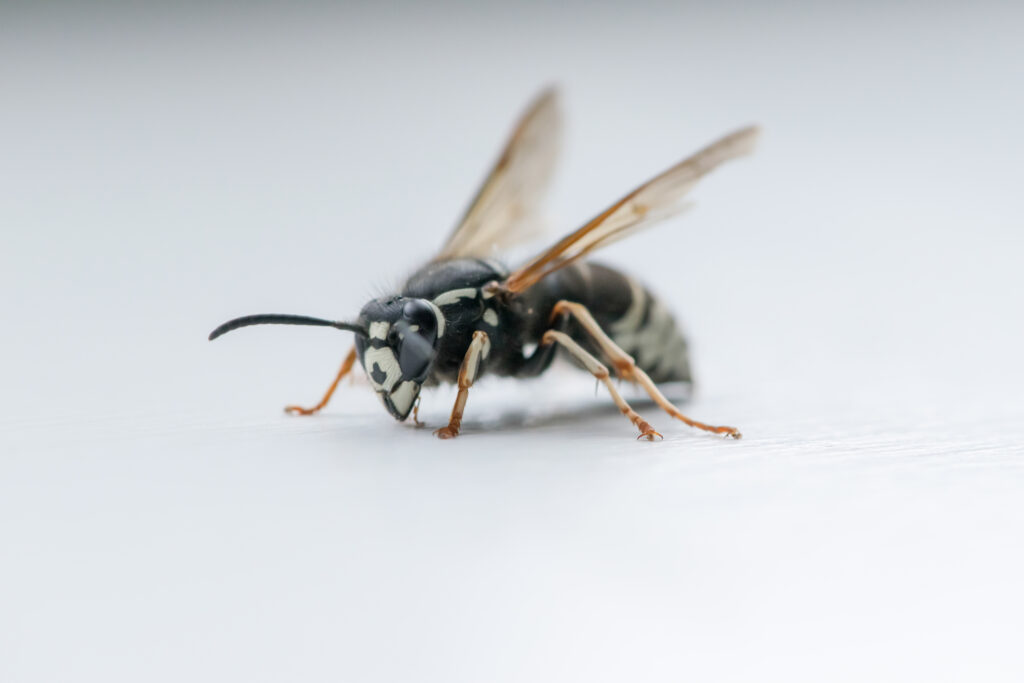 bald faced hornet queen vs worker