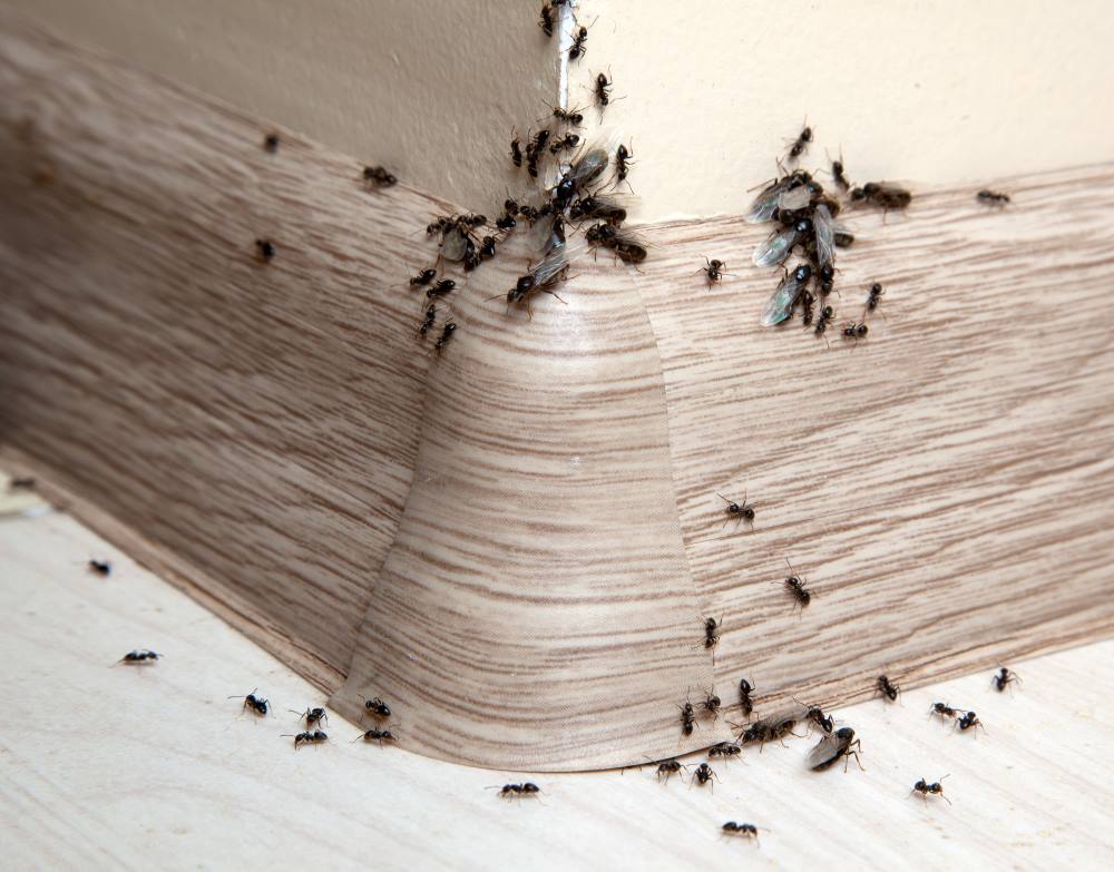 Ants in walls