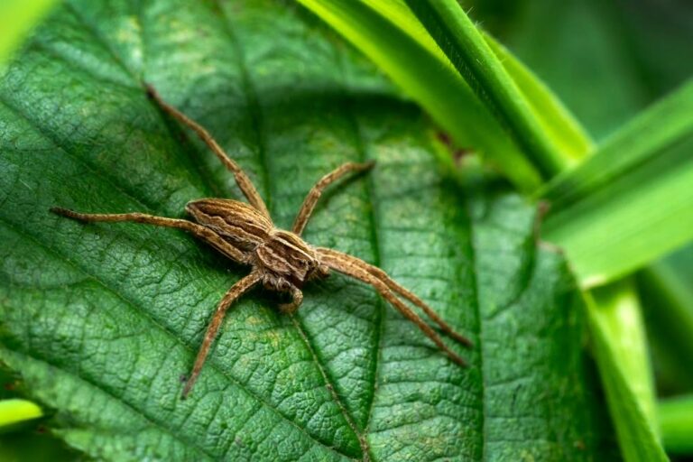 Are Wolf Spiders Poisonous To Dogs