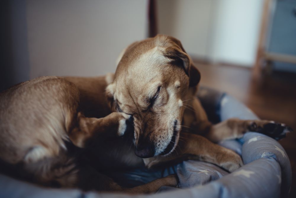 Bed bug bites on dogs