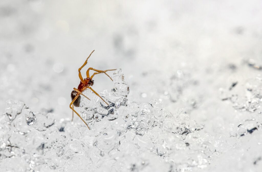 Do spiders die in winter?