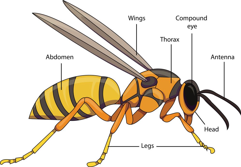 A basic chart detailing wasp anatomy