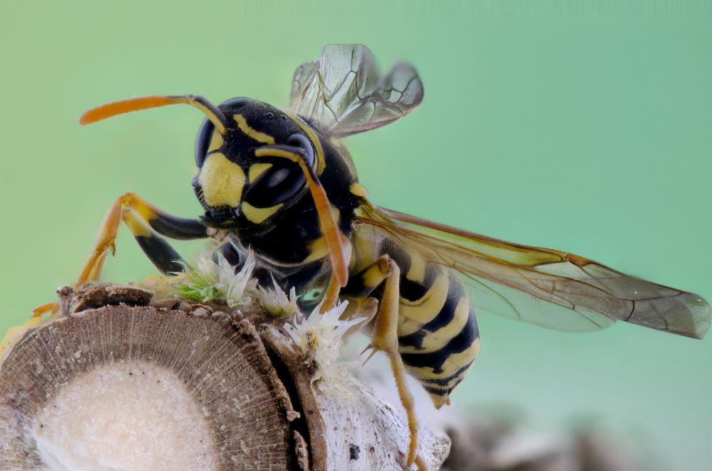 When are wasps most active?