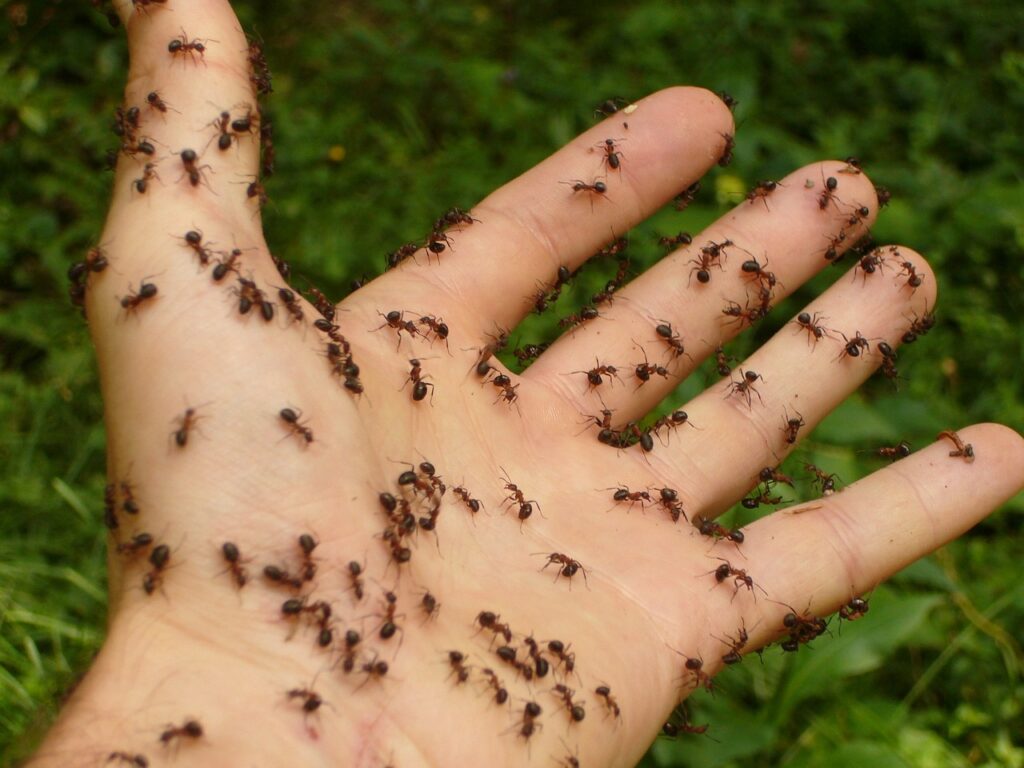 How to get rid of ant bites overnight