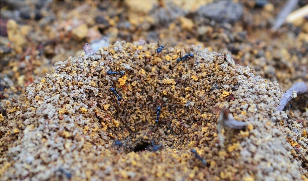 Inside a fire ant nest