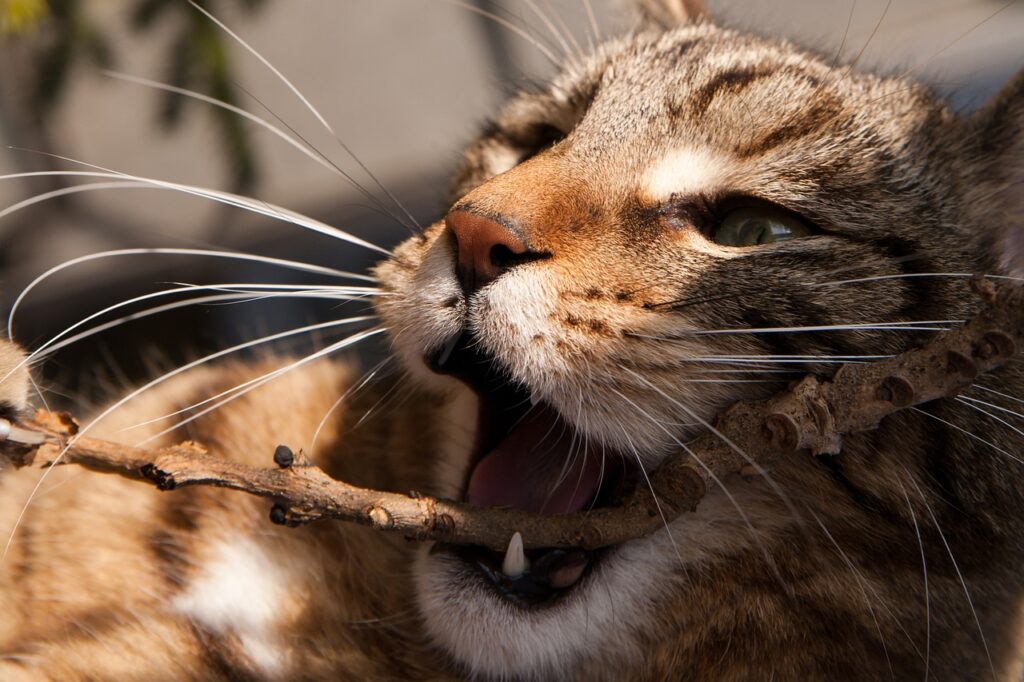 cat stung by a wasp