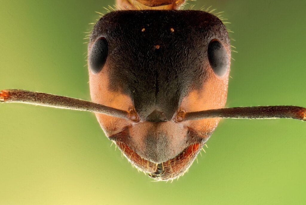 What smells do ants hate?