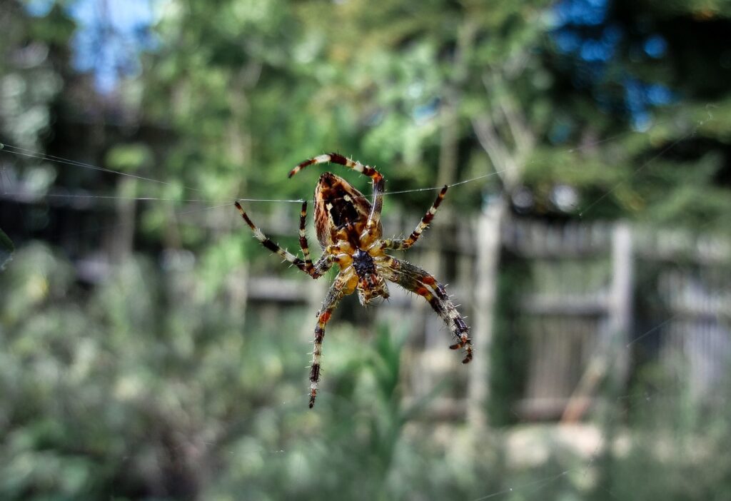 venomous spiders in california