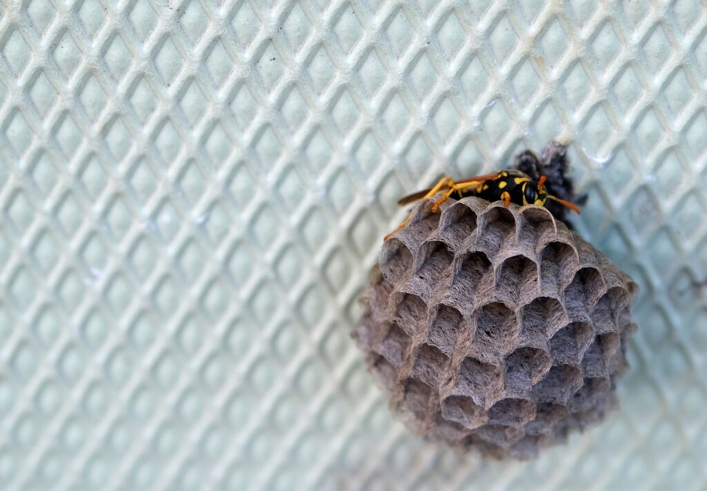 How to keep wasps from building nests