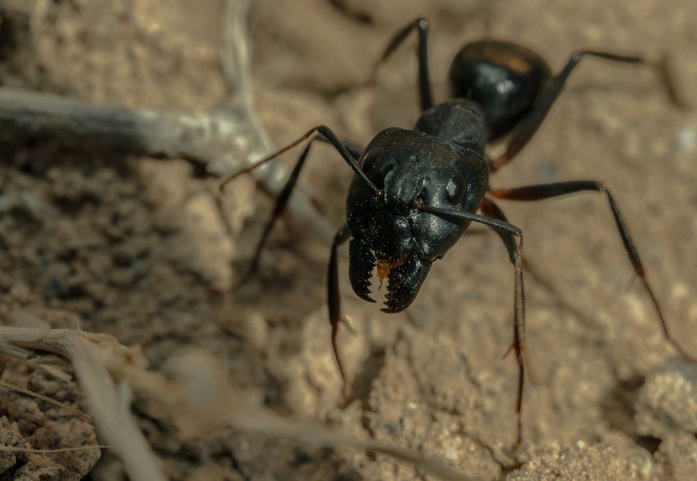 California carpenter ants