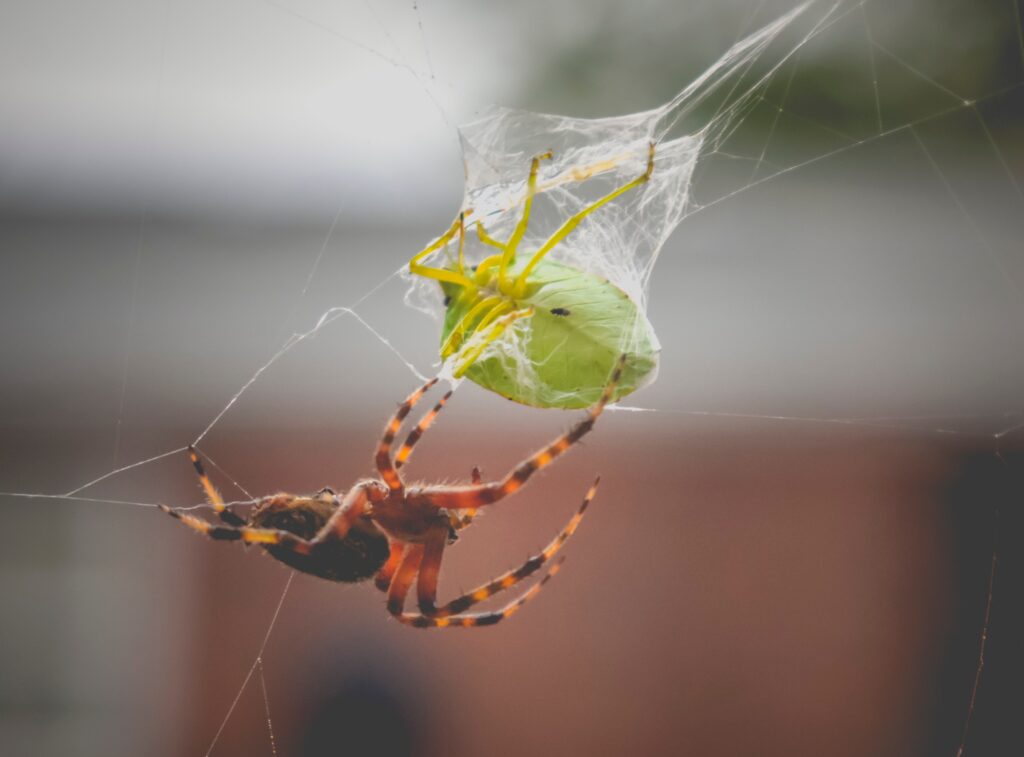 What Animals Eat Spiders