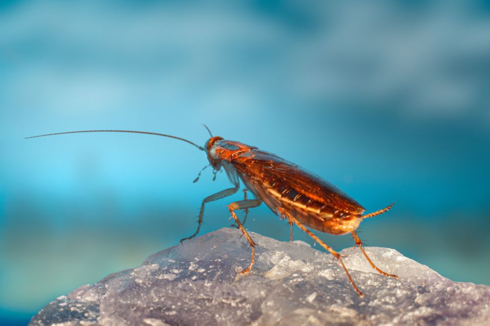 What causes roaches?