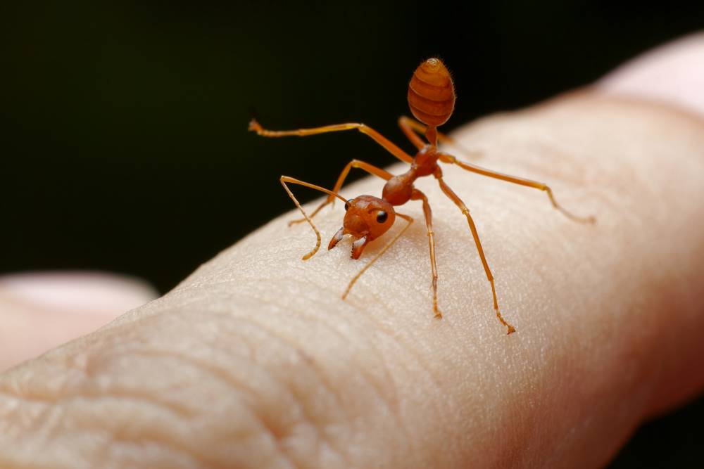 Fire ant sting treatment