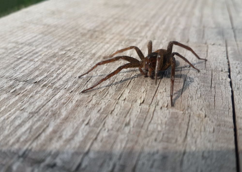 Brown spiders in california