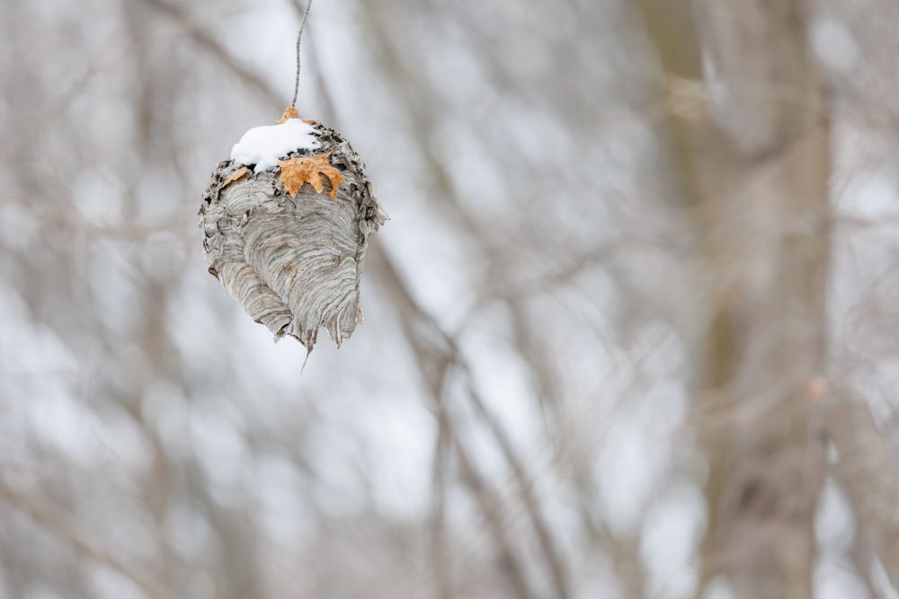 What do wasps do in winter?