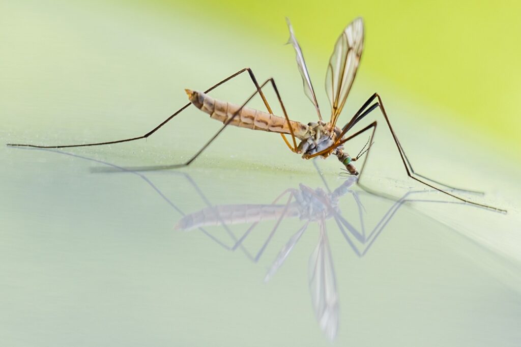 Mosquito Bites in winter