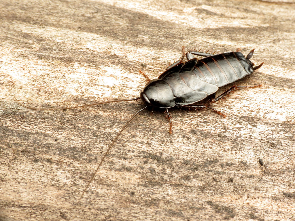 oriental cockroach