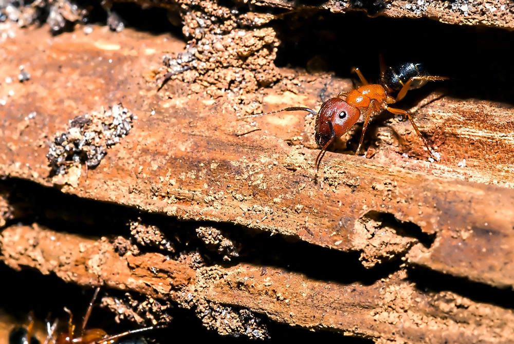 carpenter ant bites