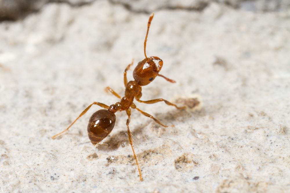 carpenter ants vs fire ants