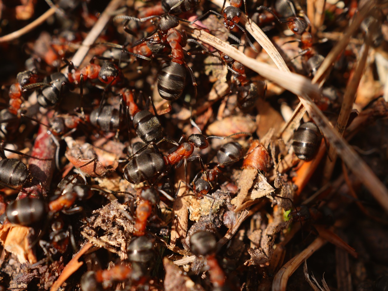 How many ants are in a colony?