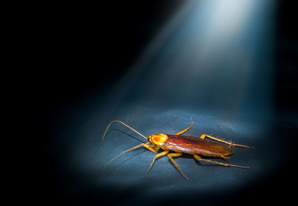 Why do roaches come out at night?