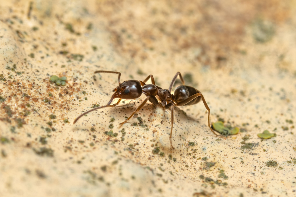 argentine ant, the scientific name is linepithema humile