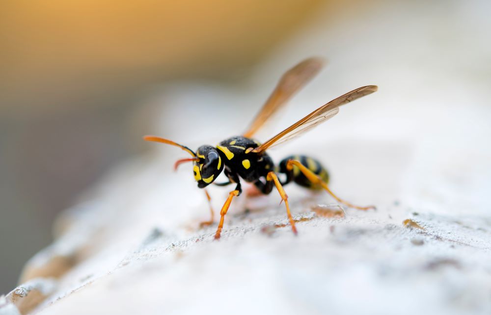 When are wasps most active?