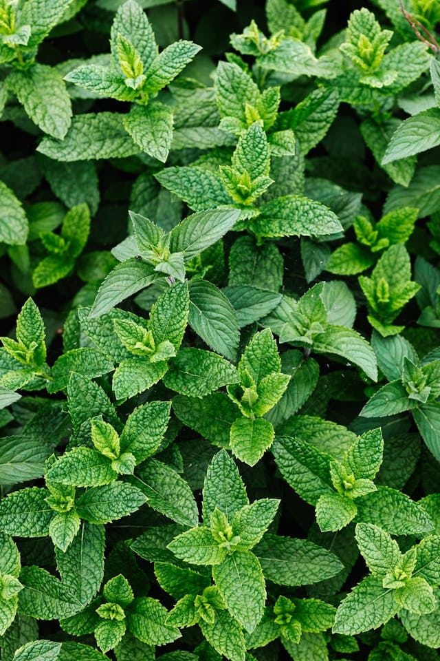 peppermint leaves, a great mouse repellent