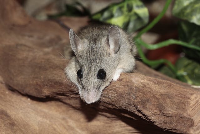 mouse on a tree limb