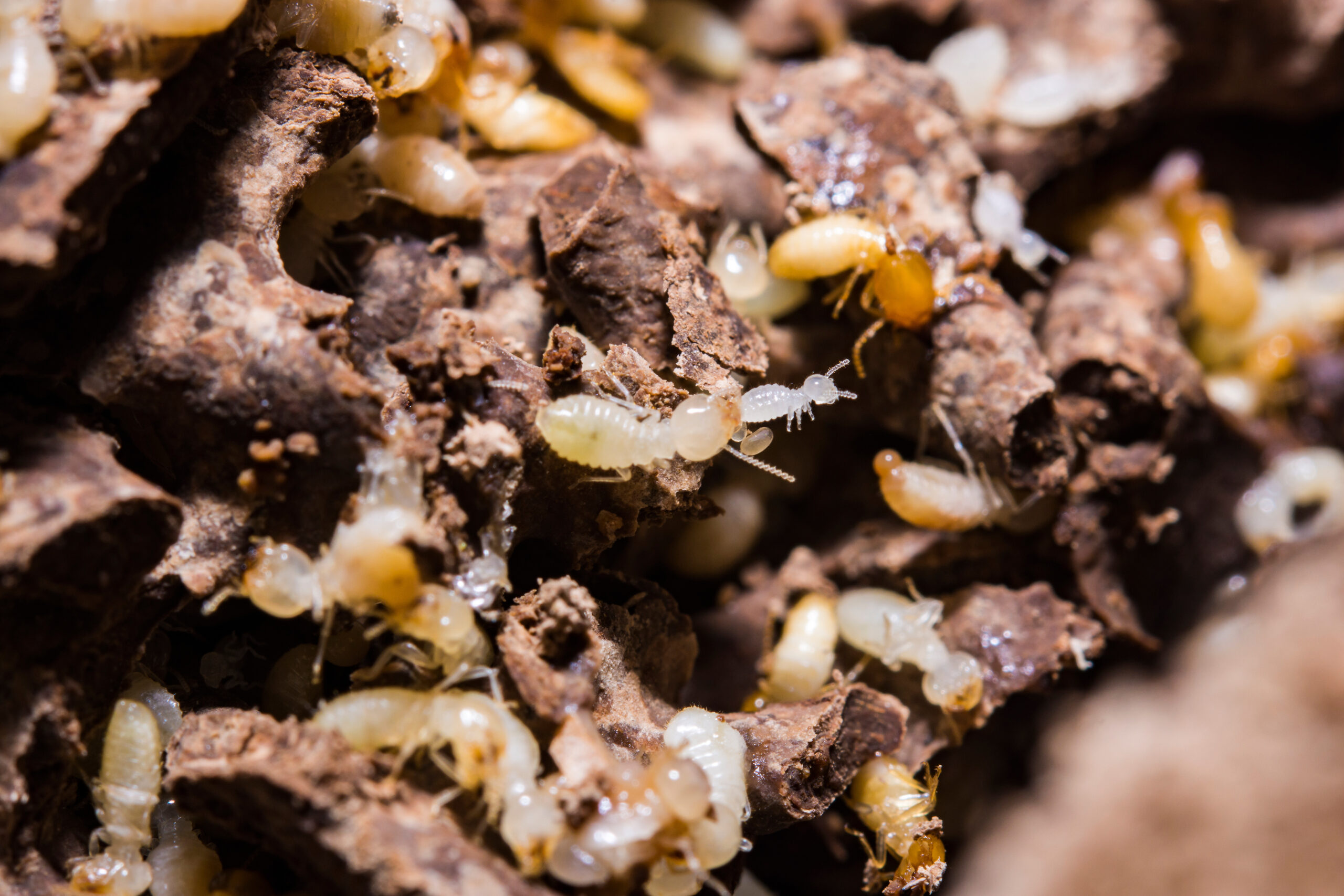 group of white and yellow termites digging through wood