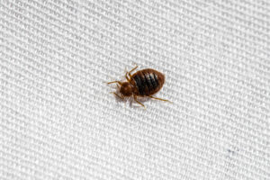 Bed Bug Up Close