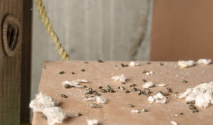 Lots of mice poop on counter with ceiling insulation pieces. Close up of many rodent droppings in your kitchen room, showing massive mice infestation in building.