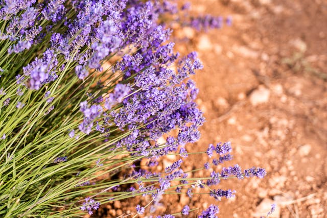 lavender plants