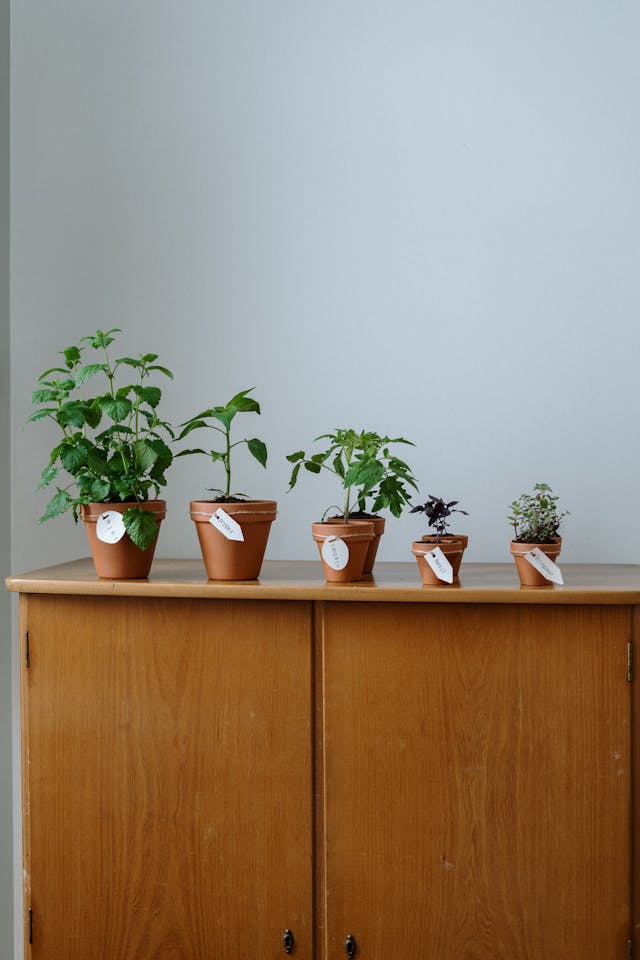 group of wasp repellent plants on a shelf