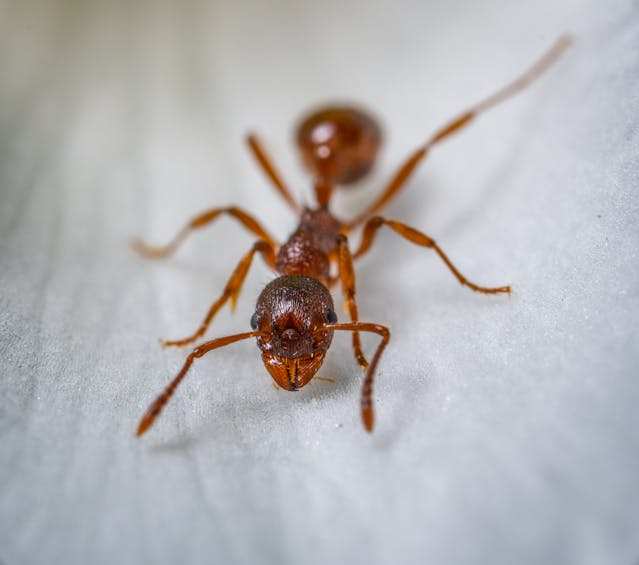 red fire ant on a white wooden floor