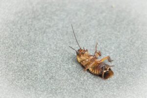 Dead cockroach on the ground, one of the top causes of an oily odor in your food storage room