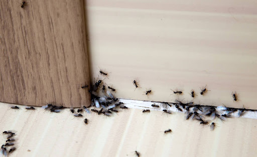 ants in a third floor apartment