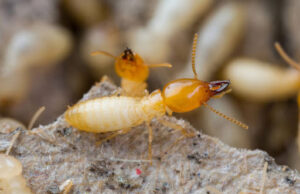 two termites on a rock, termite protection