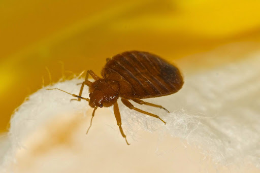 bed bug on mattress