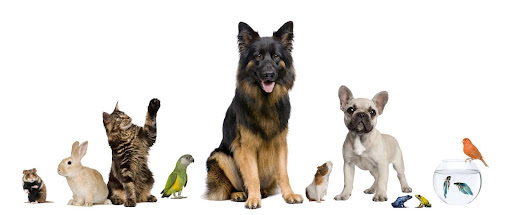 group of animals against a white background