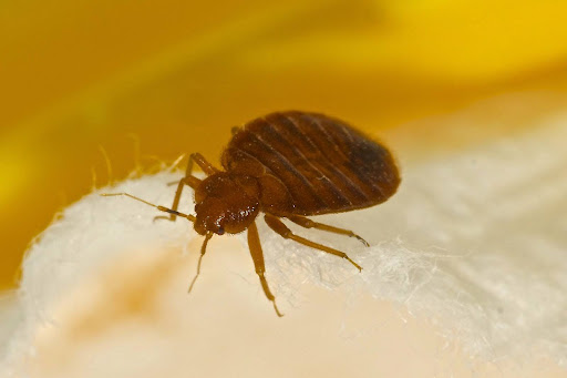 bed bug crawling on white fibers. one of the signs of bed bugs in the office