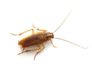 german cockroach on a white background