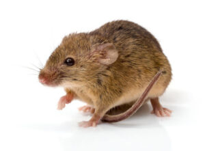 brown mouse isolated on a white background