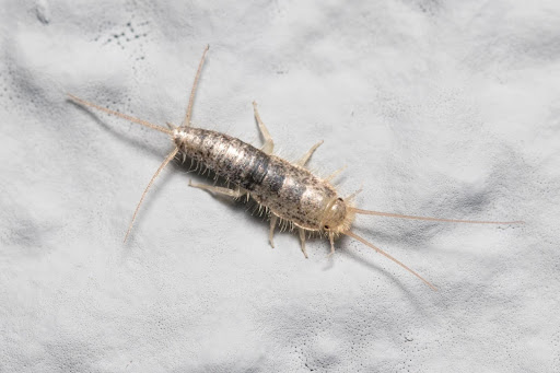 silverfish on a white surface