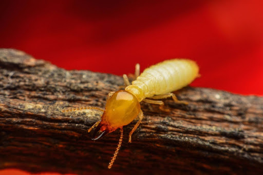 termite crawling on wood, one of the signs of termites in the attic