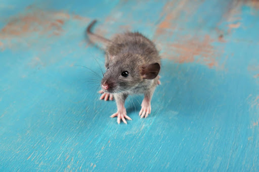 small rat standing on blue flooring, rat removal service in California