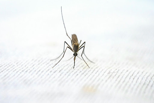 mosquito attempting to enter through a screen, a sign you need pest control in San Francisco