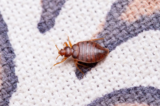 bed bug on a mattress, top sign of needing a bed bug pest control company